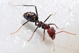 800px-Meat_eater_ant_feeding_on_honey02